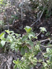 Lepidaploa proctorii