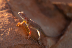 Ctenophorus caudicinctus