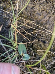 Eriospermum mackenii