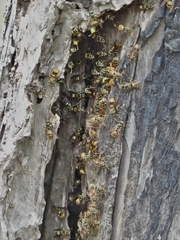 Ropalidia socialistica