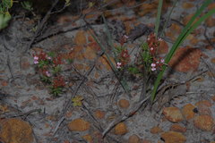 Stylidium cygnorum