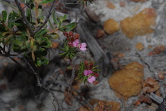 Stylidium cygnorum