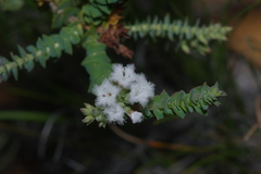 Leucopogon simulans