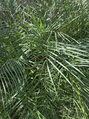 Zamia portoricensis