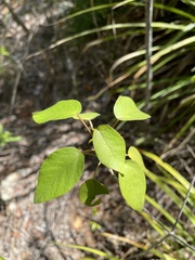 Croton glabellus polytrichus