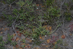 Leucopogon simulans