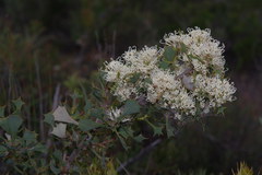 Hakea auriculata