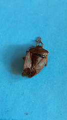 Palomena prasina