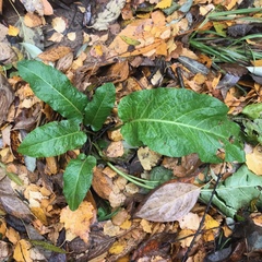 Rumex obtusifolius