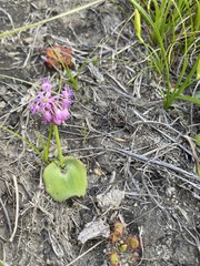 Ledebouria sandersonii image