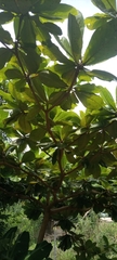 Terminalia catappa