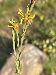 Image of Gnidia microcephala
