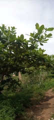 Terminalia catappa