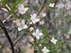 Cyanothamnus nanus nanus