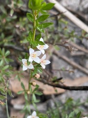 Cyanothamnus nanus nanus