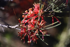 Grevillea sarissa