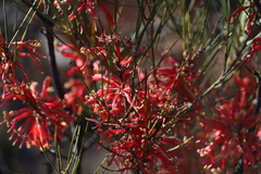 Grevillea sarissa