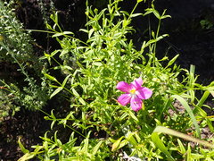 Chironia melampyrifolia