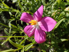 Chironia melampyrifolia