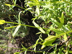 Chironia melampyrifolia
