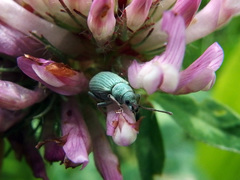 Phyllobius virideaeris