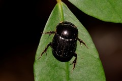 Onthophagus neostenocerus