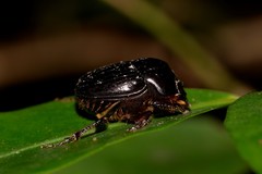 Onthophagus neostenocerus