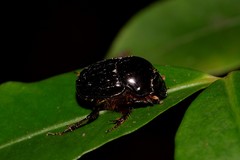 Onthophagus neostenocerus