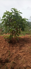 Magnoliopsida