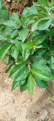 Magnoliopsida