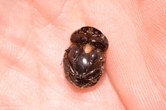 Onthophagus neostenocerus