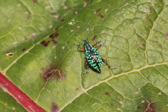 Chauliopleurus viridisquamans
