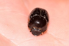 Onthophagus neostenocerus
