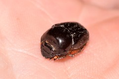 Onthophagus neostenocerus