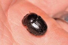 Onthophagus neostenocerus