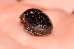 Onthophagus neostenocerus