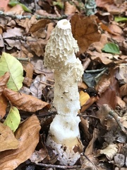 Phallus impudicus togatus
