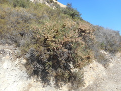 Salsola oppositifolia