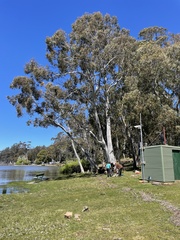 Eucalyptus dalrympleana