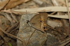 Hypocysta irius