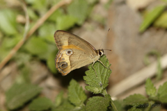 Hypocysta irius