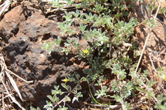 Listia heterophylla
