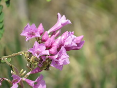 Fridericia platyphylla