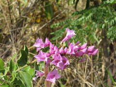 Fridericia platyphylla