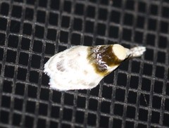 Callimima lophoptera