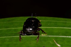 Onthophagus neostenocerus