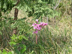 Fridericia platyphylla