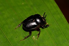 Onthophagus neostenocerus