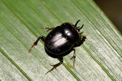 Onthophagus neostenocerus