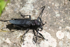 Psalidognathus modestus